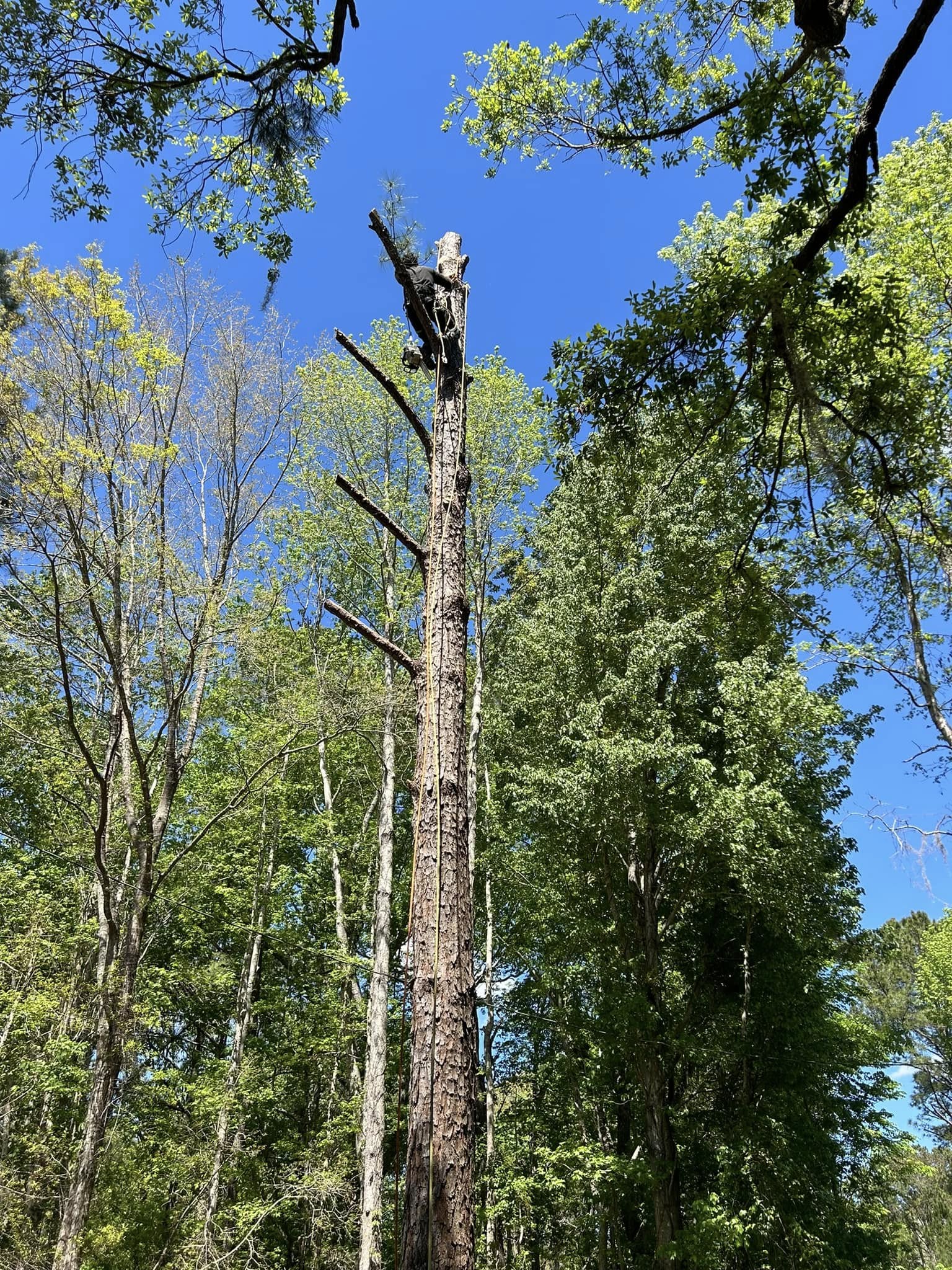 man in a tree where the top has been cut off