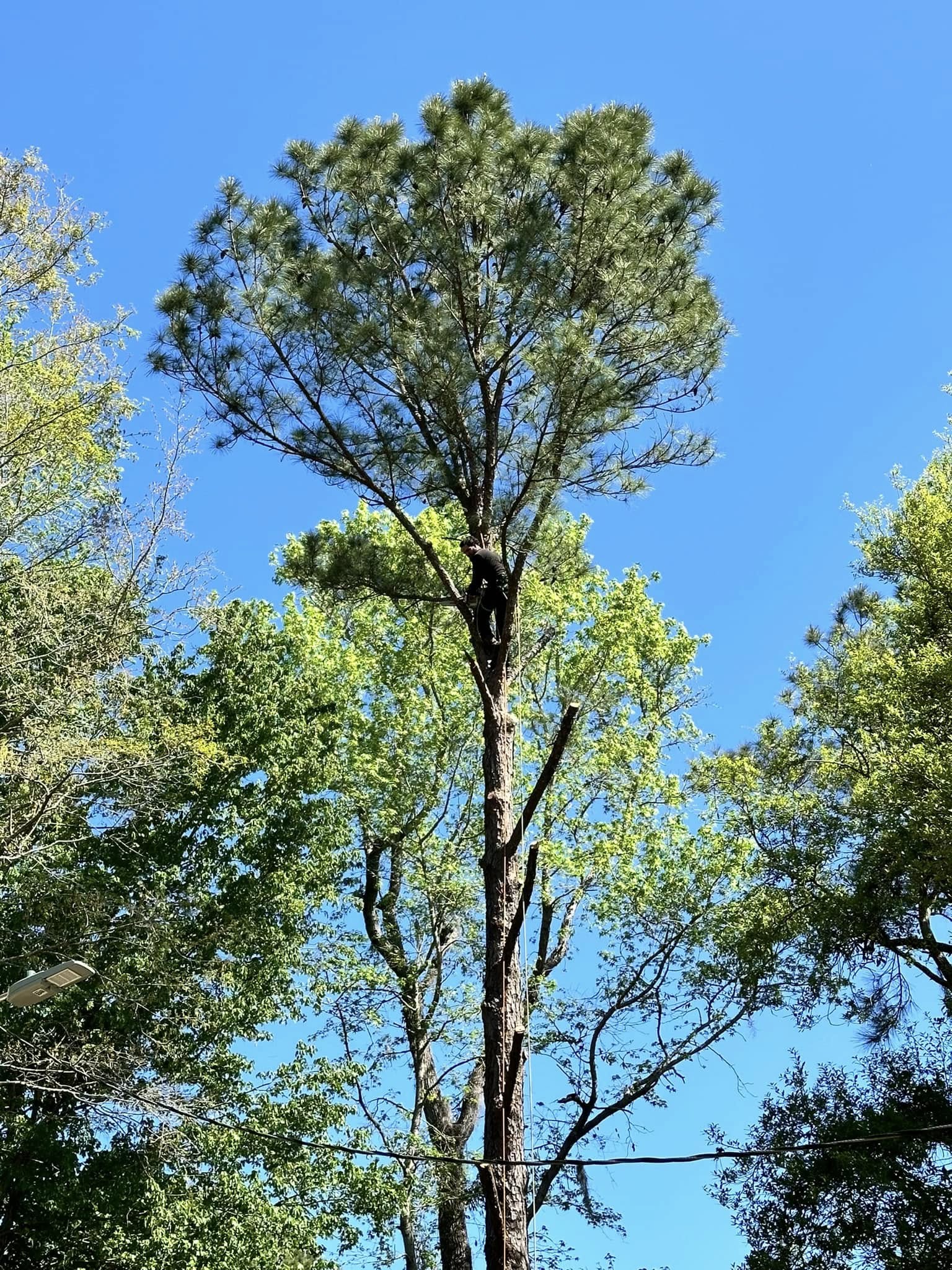 man up in a tree cutting off branches