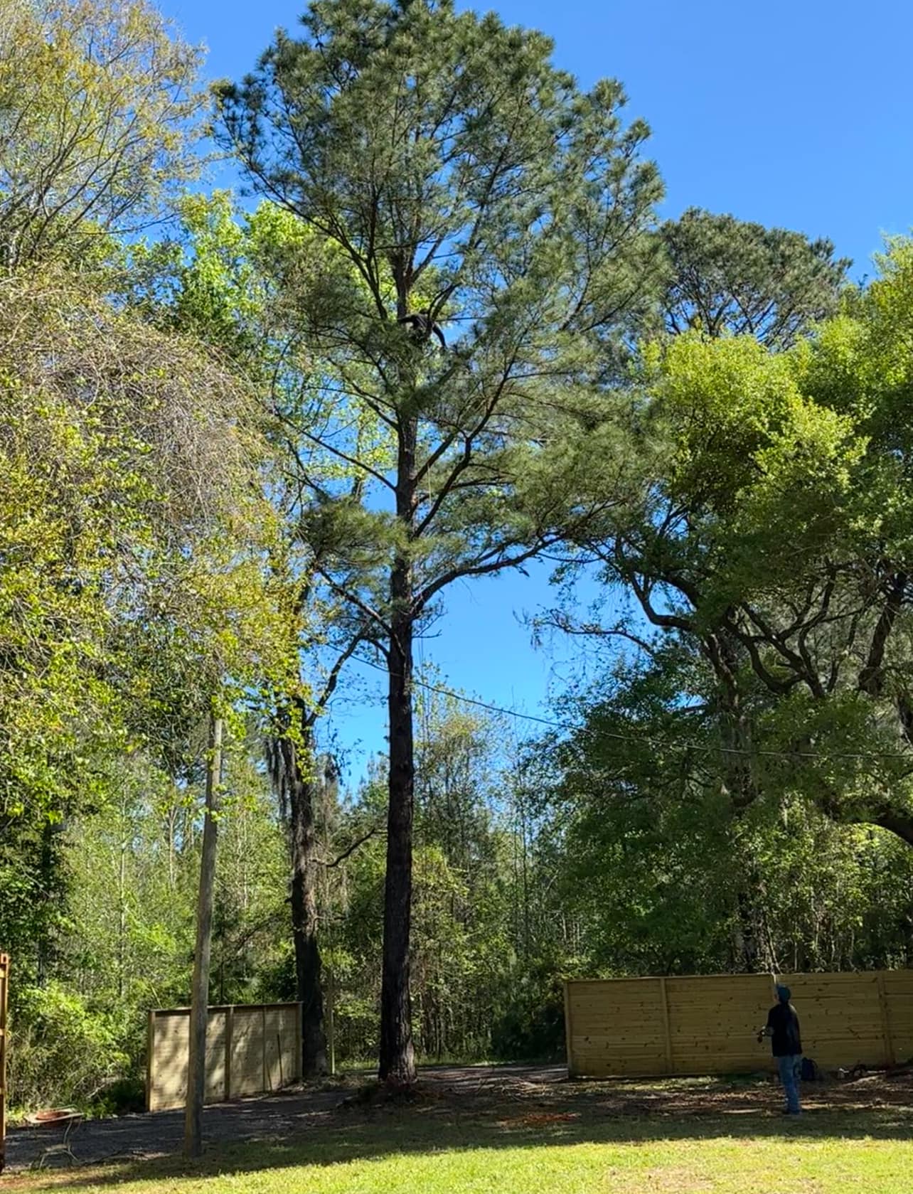 tall tree with a man in it to cut the branches