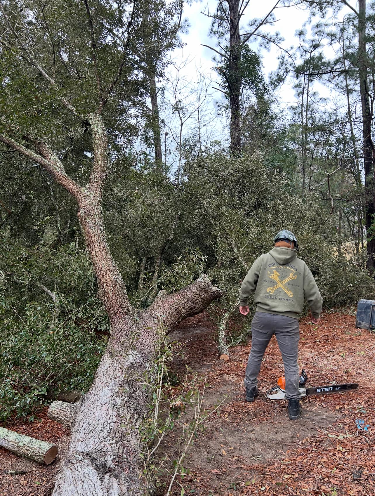 recently cut down tree being cut up by tree worker