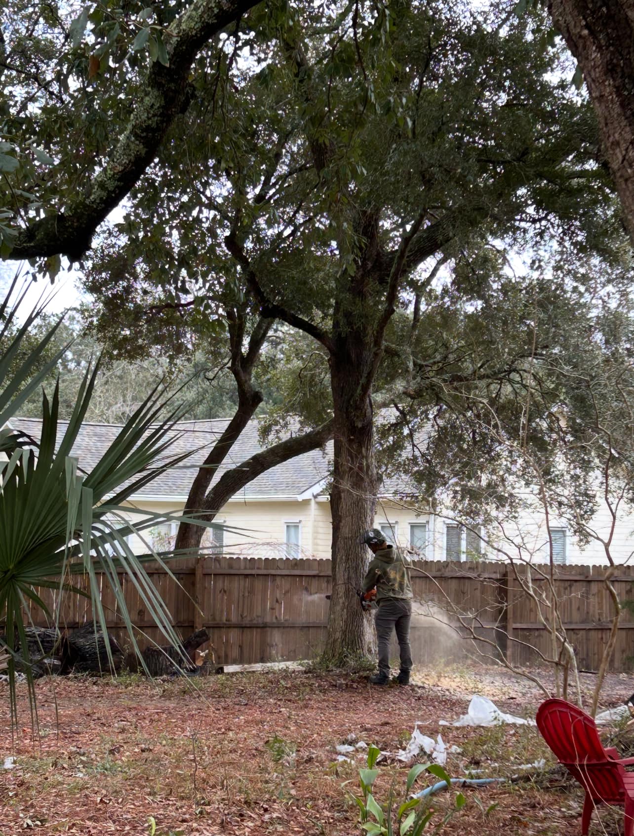 tree being cut down in residential yard near a fence