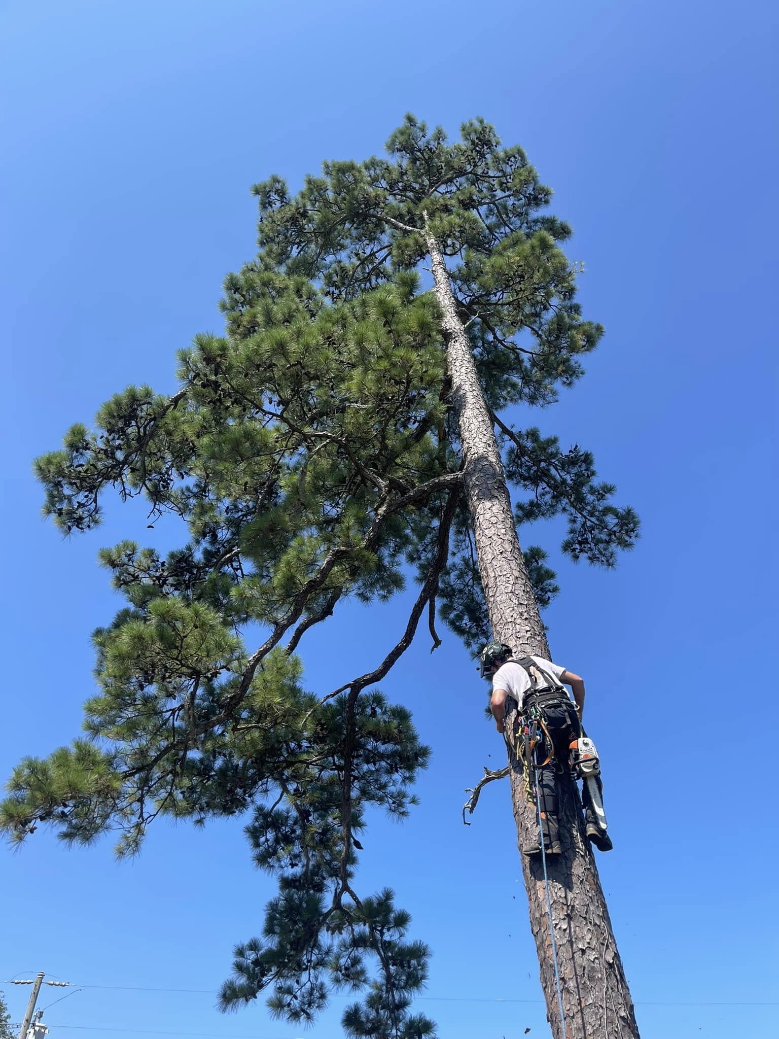 man climbing a tree to cut down branches