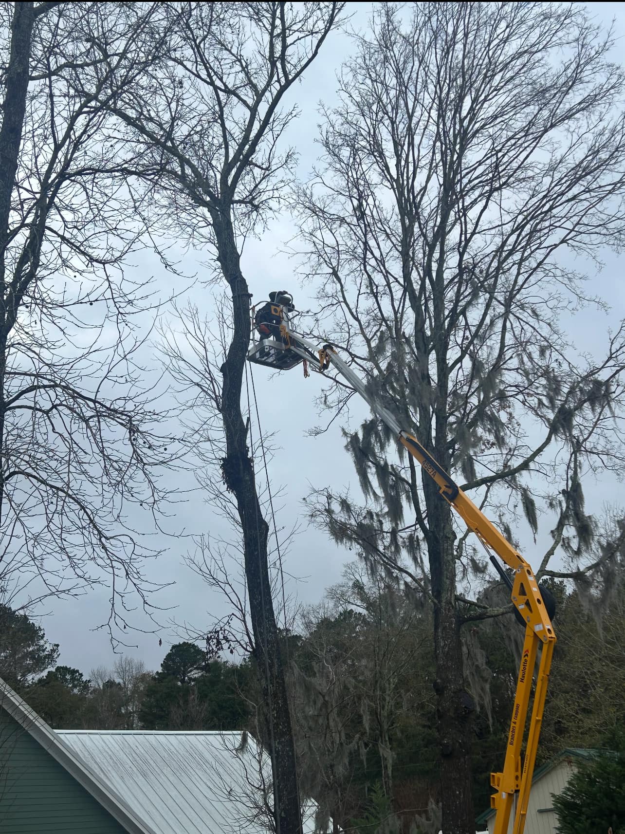 man on crane cutting tree branches