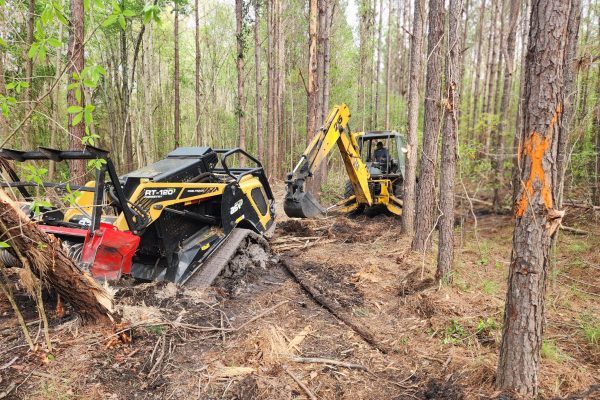 Heavy equipment in forest cutting trees