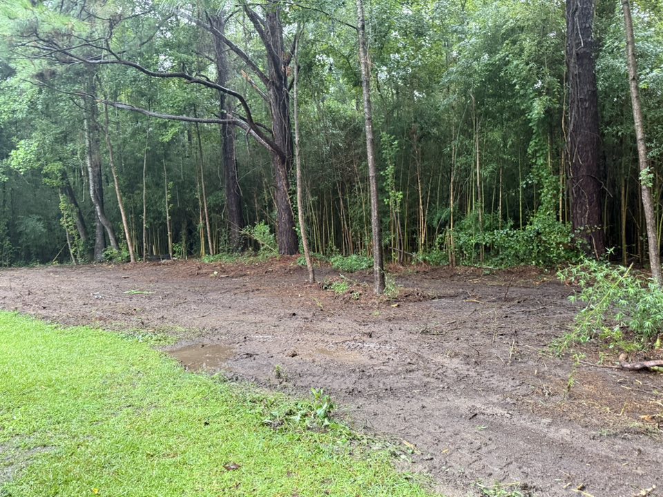 recently cleared out forest area