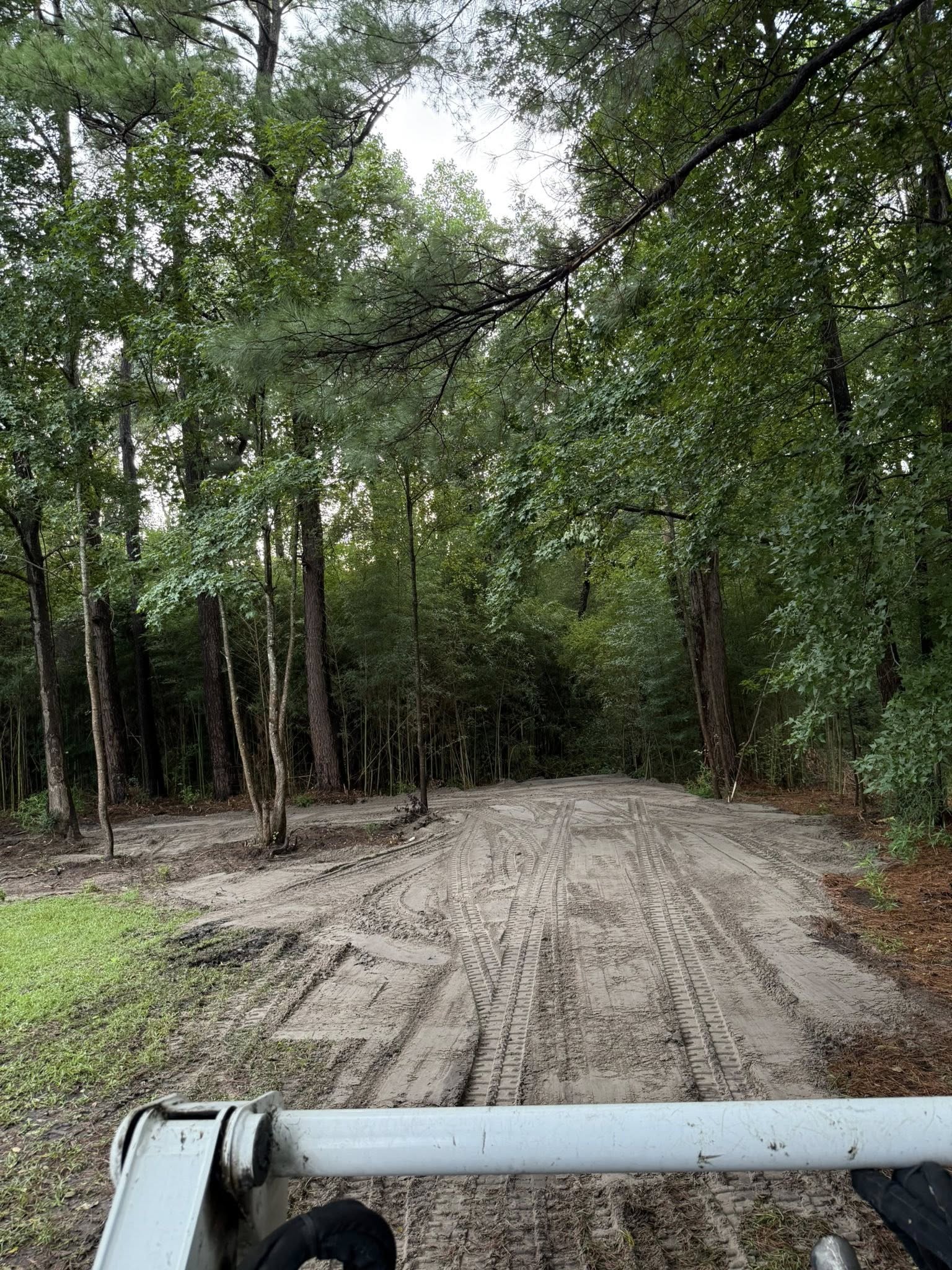 cleared out area in a forest