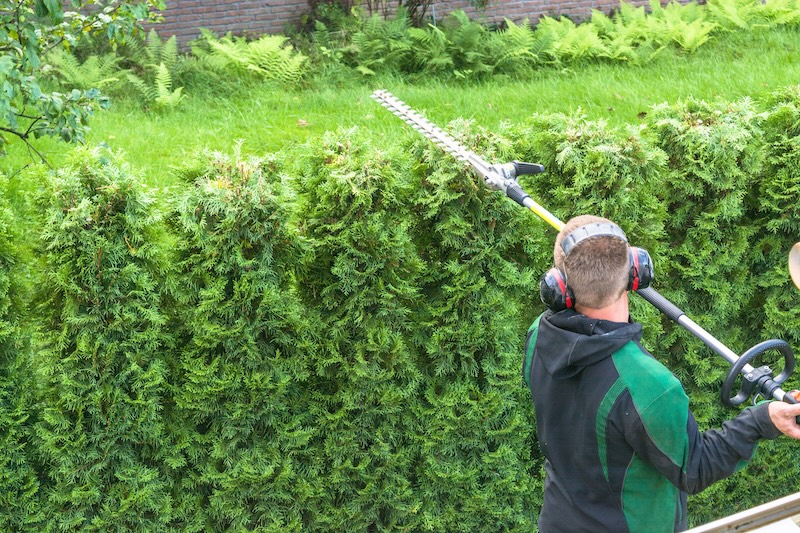 hedge trimming with a large pole