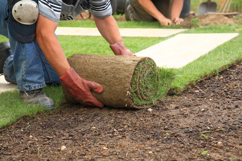 fresh sod being installed over empty dirt