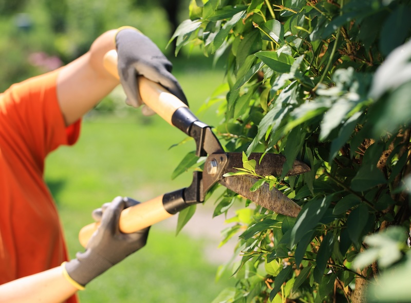 person trimming hedges