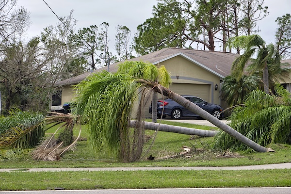palm trees blown over by the wind