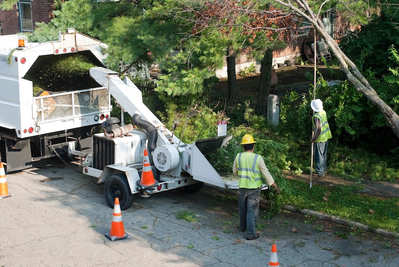 workers mulching up tree branches that have been pruned from a tree