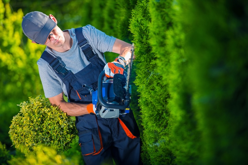 man trimming hedges