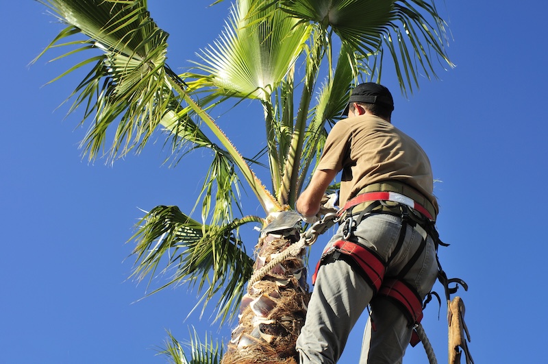 man trimming a palm tree