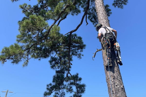 Man hanging from tree cutting branches